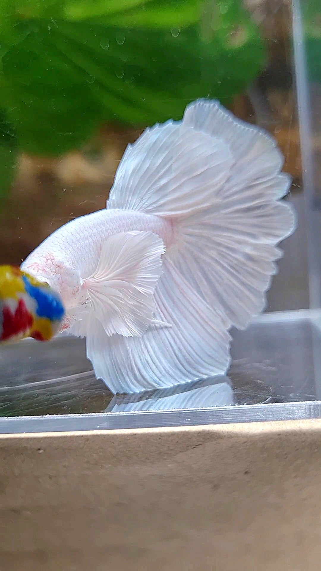 LUXURY HALFMOON DUMBO EAR ROSETAIL WHITE PLATINUM BETTA FISH