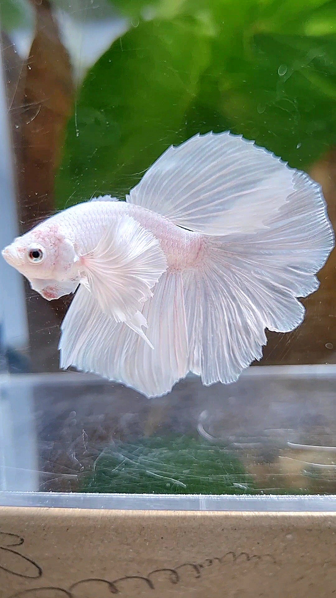 LUXURY HALFMOON DUMBO EAR ROSETAIL WHITE PLATINUM BETTA FISH