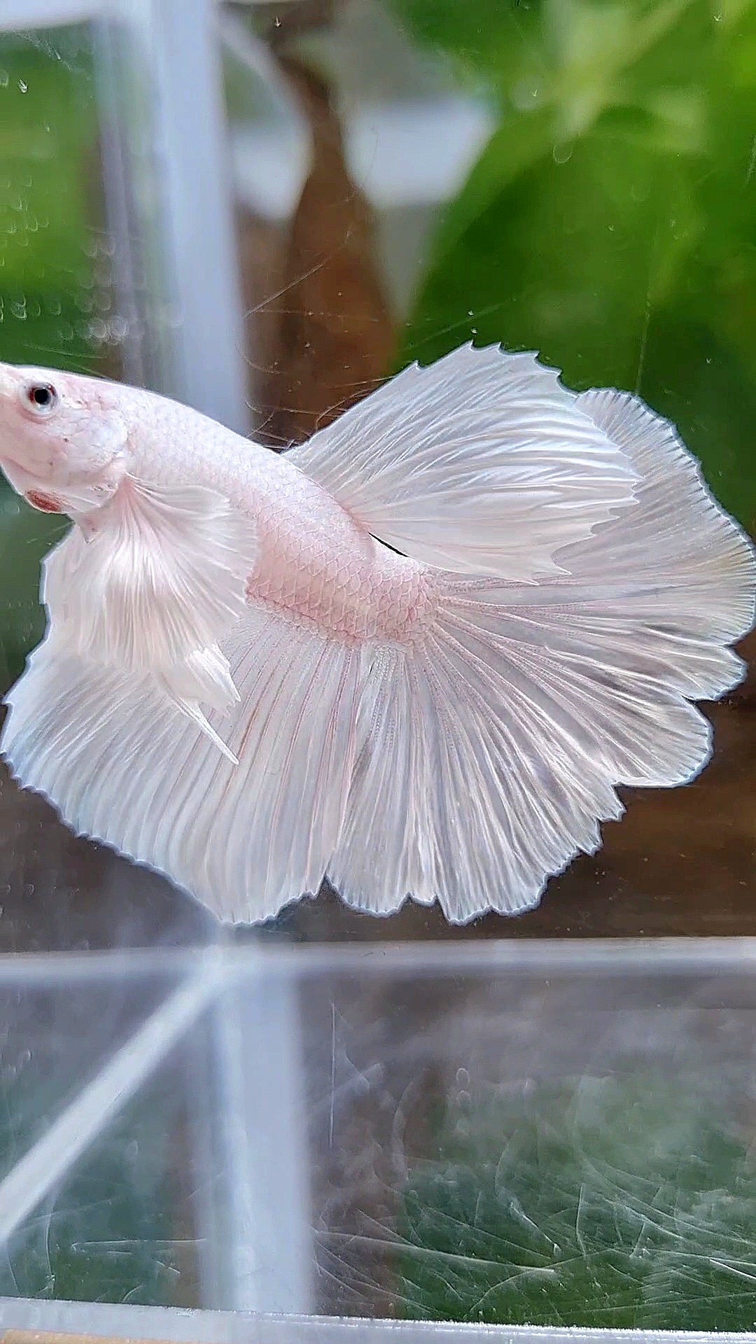 LUXURY HALFMOON DUMBO EAR ROSETAIL WHITE PLATINUM BETTA FISH