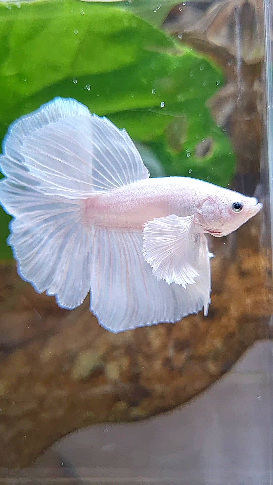 LUXURY HALFMOON DUMBO EAR ROSETAIL WHITE PLATINUM BETTA FISH