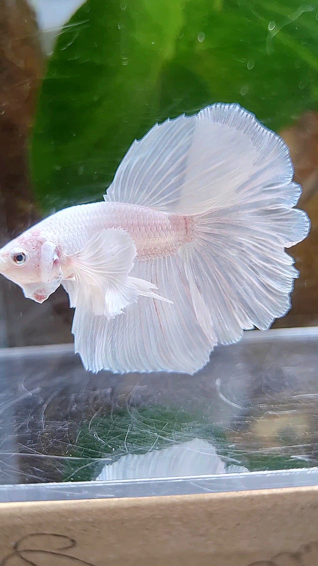 LUXURY HALFMOON DUMBO EAR ROSETAIL WHITE PLATINUM BETTA FISH