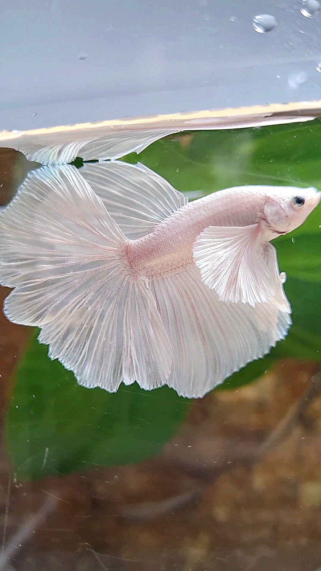 LUXURY HALFMOON DUMBO EAR ROSETAIL WHITE PLATINUM BETTA FISH