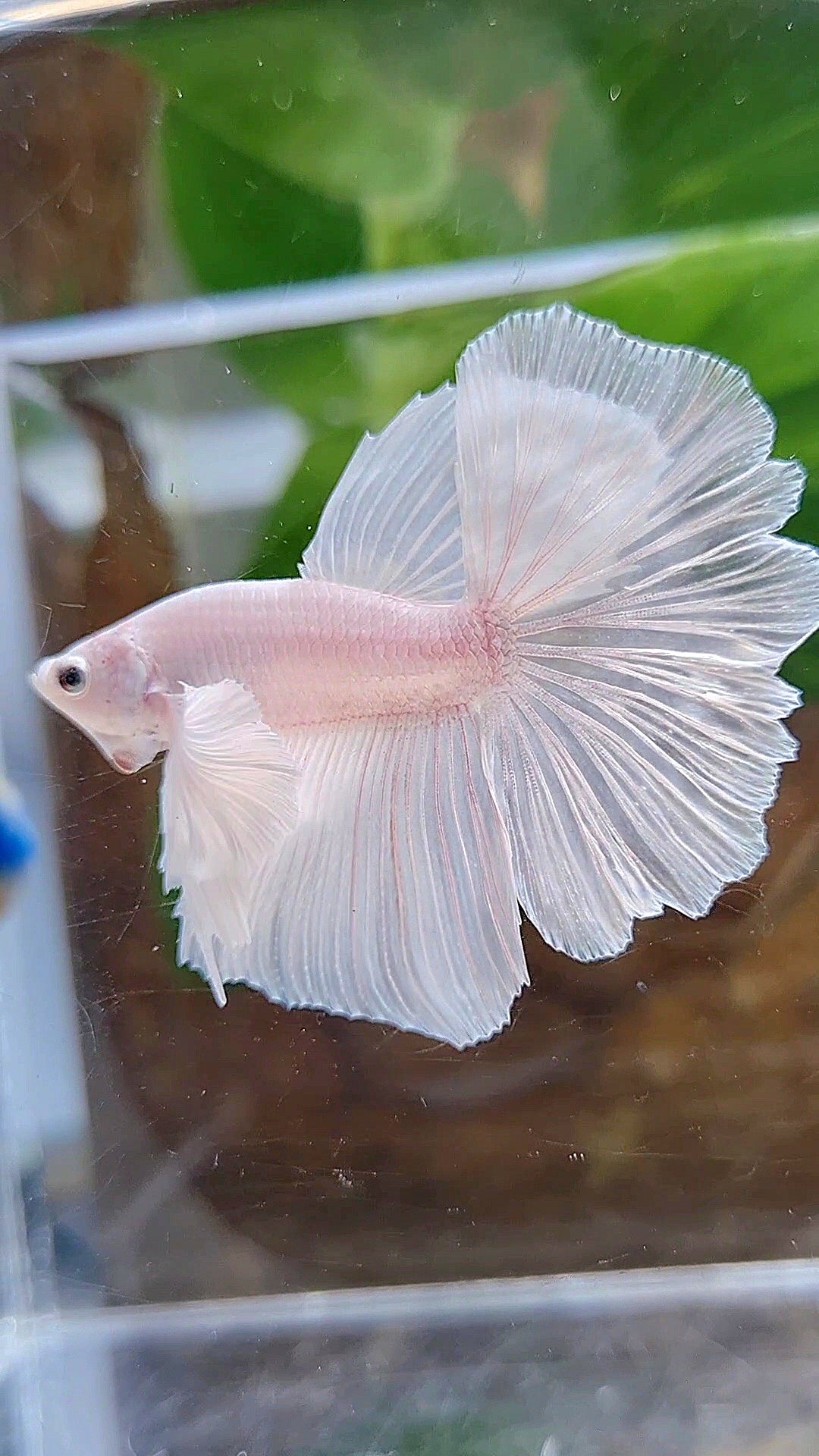 LUXURY HALFMOON DUMBO EAR ROSETAIL WHITE PLATINUM BETTA FISH