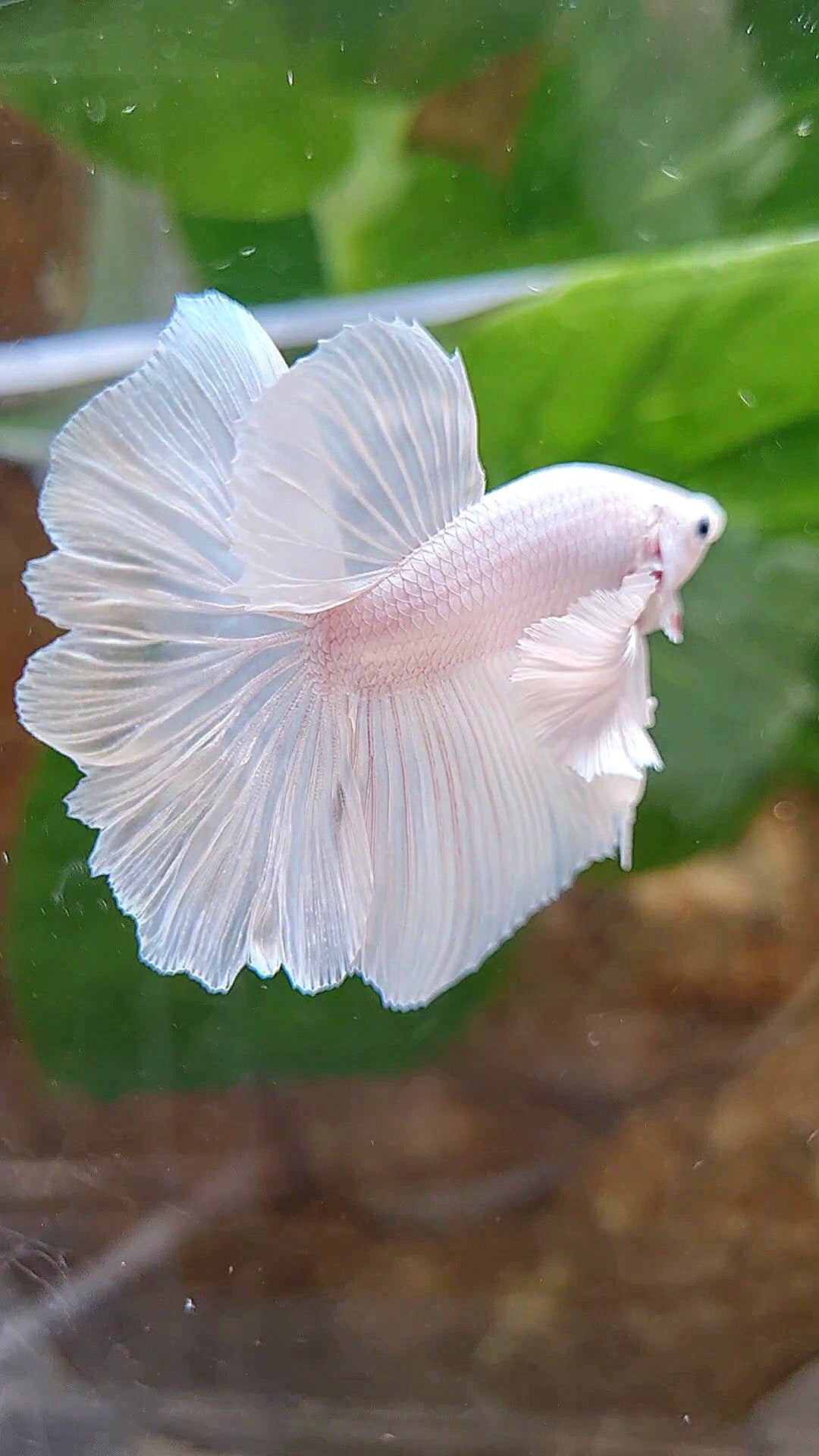 LUXURY HALFMOON DUMBO EAR ROSETAIL WHITE PLATINUM BETTA FISH