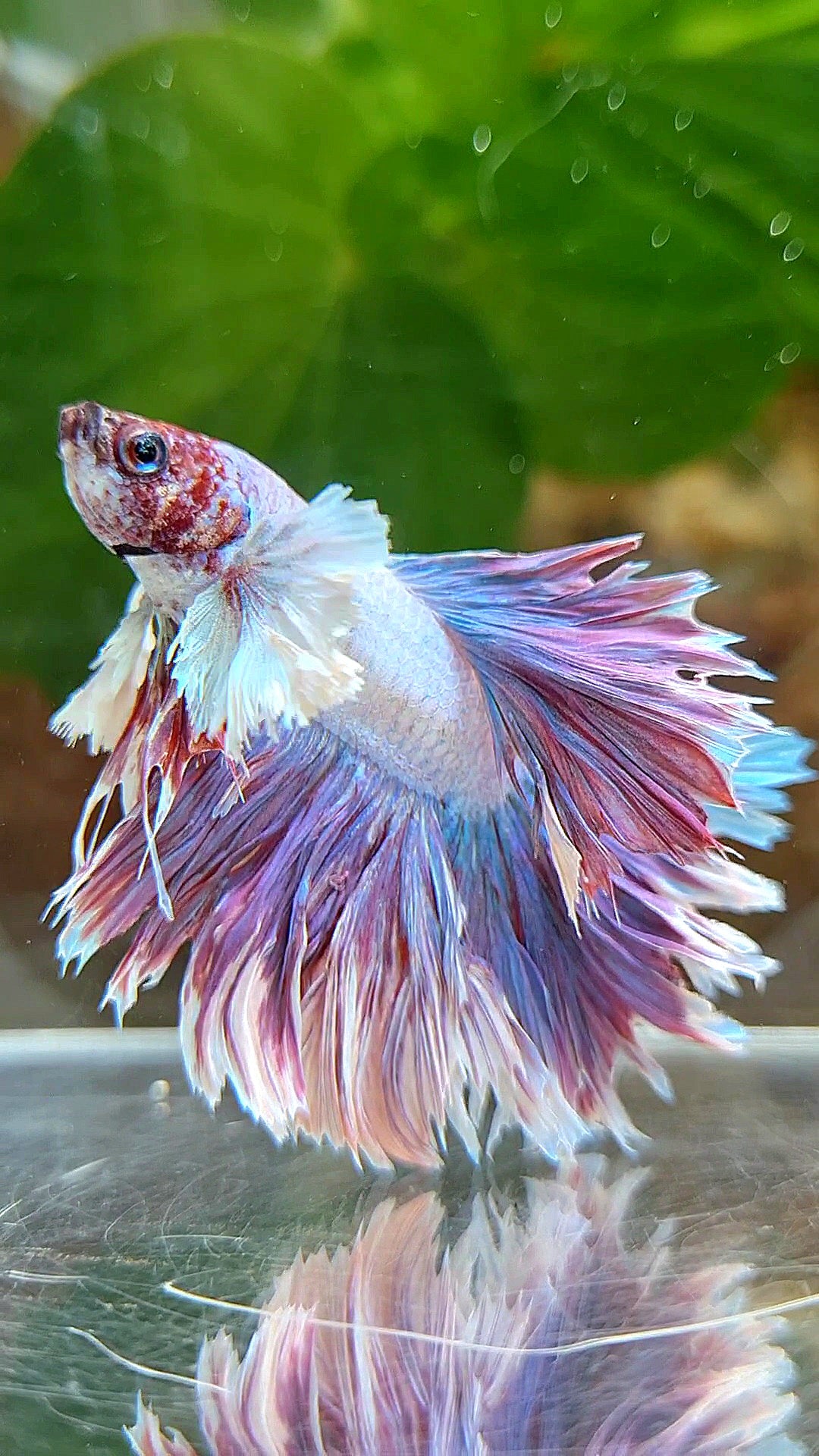 KING FEATHER TAIL HALFMOON PURPLE BETTA FISH