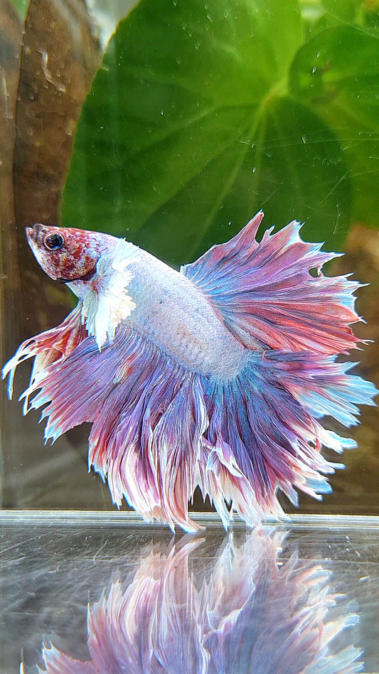 KING FEATHER TAIL HALFMOON PURPLE BETTA FISH