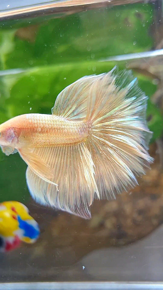 HALFMOON ROSETAIL SUPER GOLD BETTA FISH