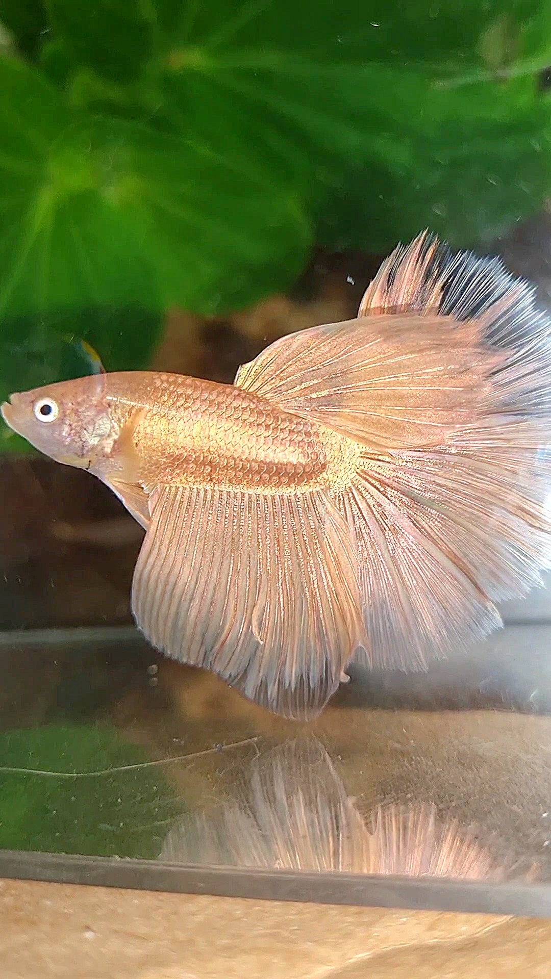 HALFMOON ROSETAIL SUPER GOLD BETTA FISH
