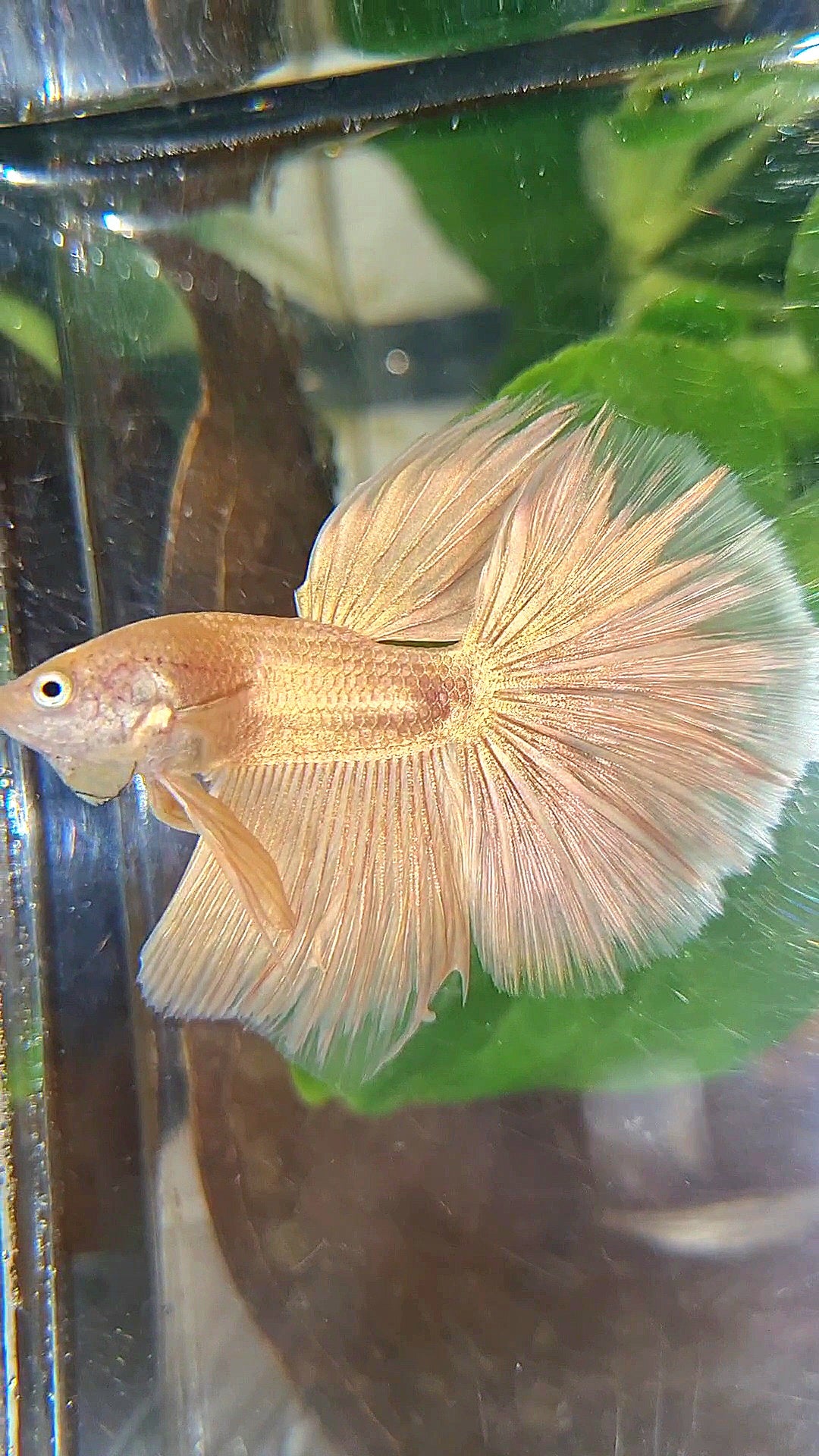 HALFMOON ROSETAIL SUPER GOLD BETTA FISH