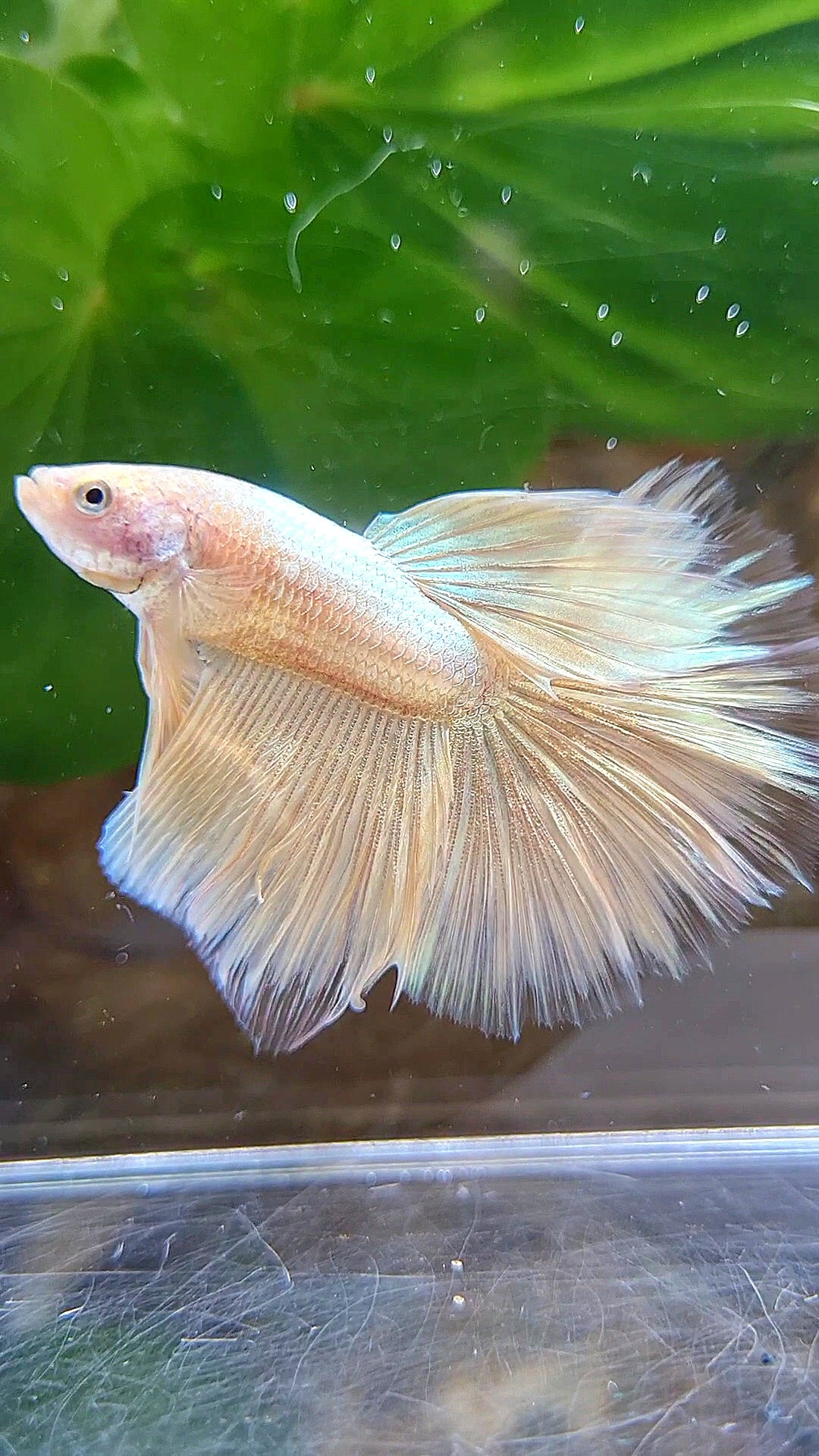 HALFMOON ROSETAIL SUPER GOLD BETTA FISH