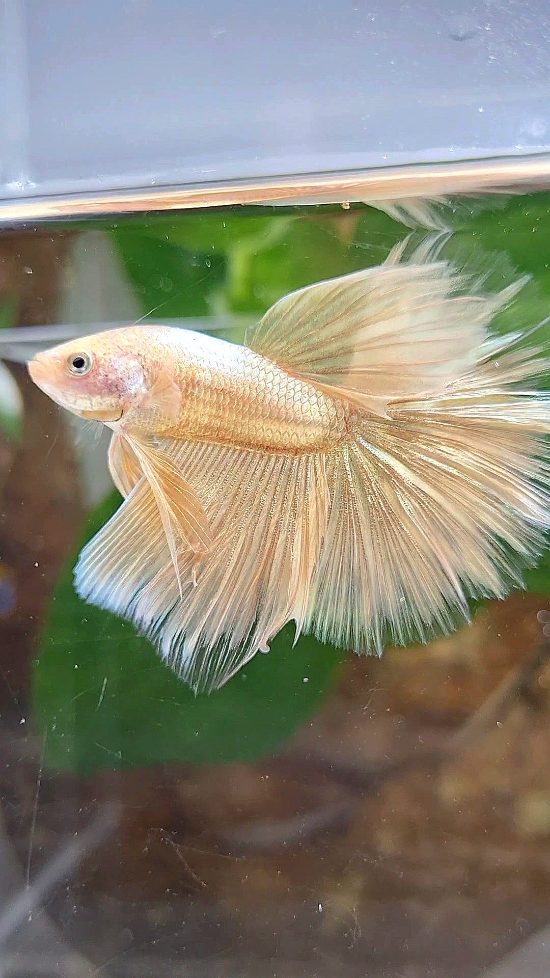 HALFMOON ROSETAIL SUPER GOLD BETTA FISH
