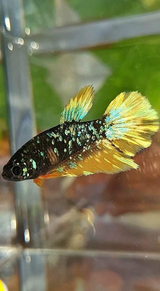 FEMALE HALFMOON BLACK GALAXY BLUE AVATAR YELLOW THUNDER BETTA FISH