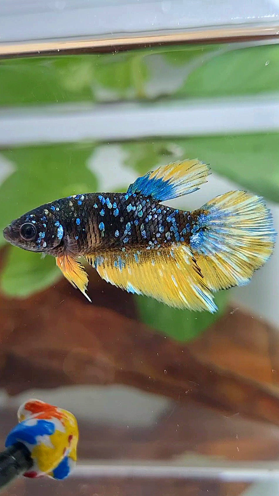 FEMALE HALFMOON BLACK GALAXY BLUE AVATAR YELLOW THUNDER BETTA FISH