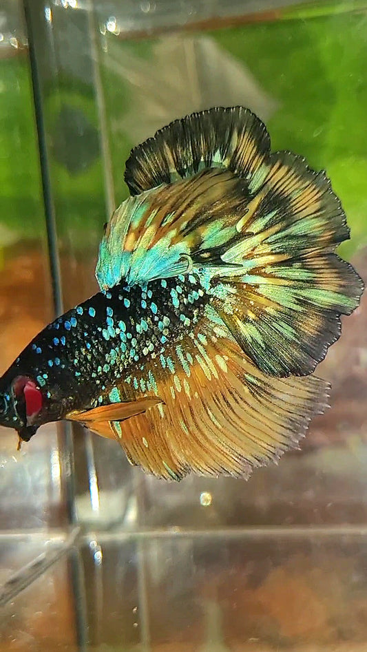 LUXURY HALFMOON ROSETAIL BLACK GALAXY BLUE AVATAR YELLOW THUNDER PATTERN BETTA FISH