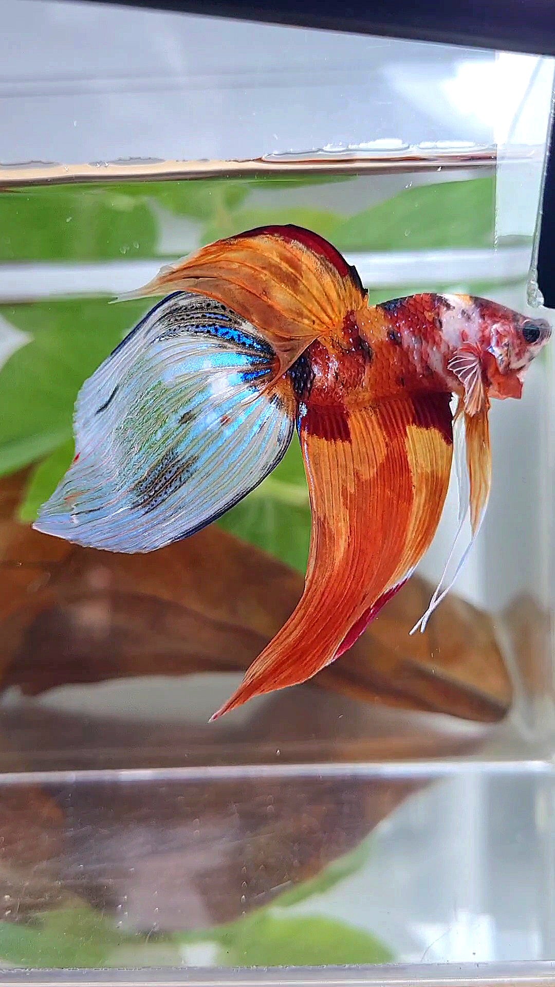 XL VEILTAIL NEMO TIGER CLASSIC MULTICOLOR BETTA FISH