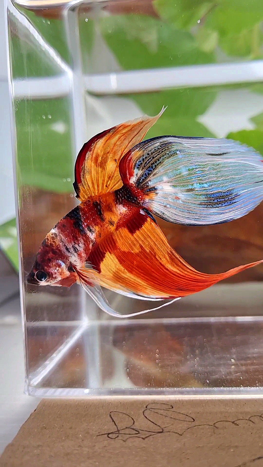 XL VEILTAIL NEMO TIGER CLASSIC MULTICOLOR BETTA FISH