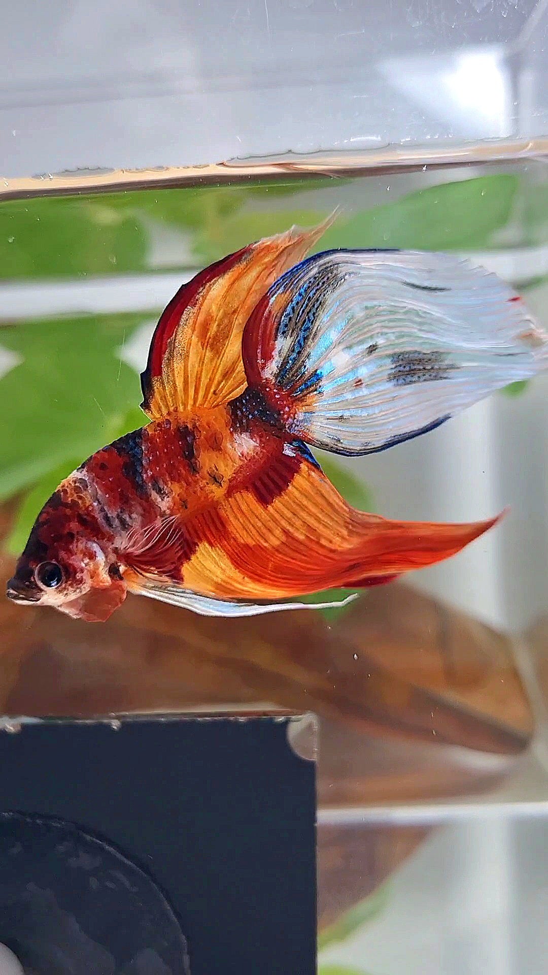 XL VEILTAIL NEMO TIGER CLASSIC MULTICOLOR BETTA FISH