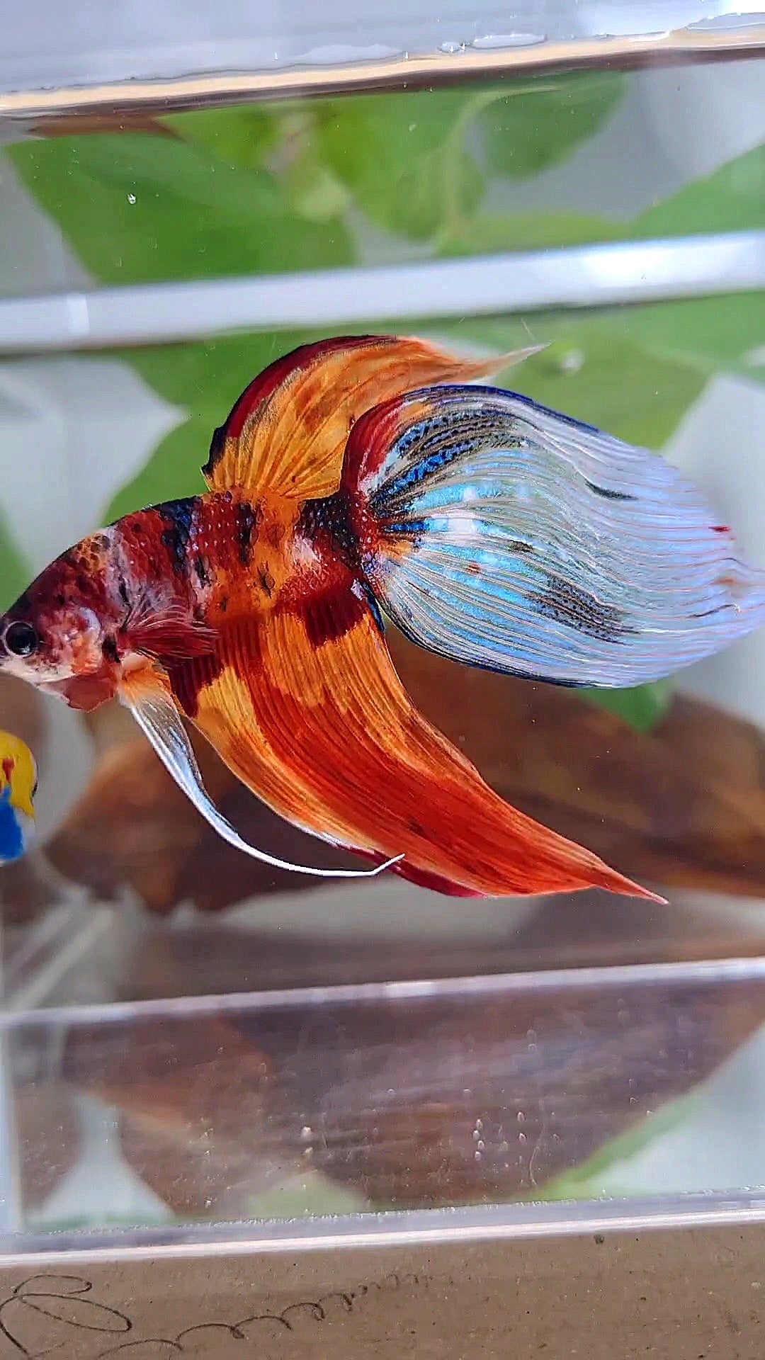 XL VEILTAIL NEMO TIGER CLASSIC MULTICOLOR BETTA FISH