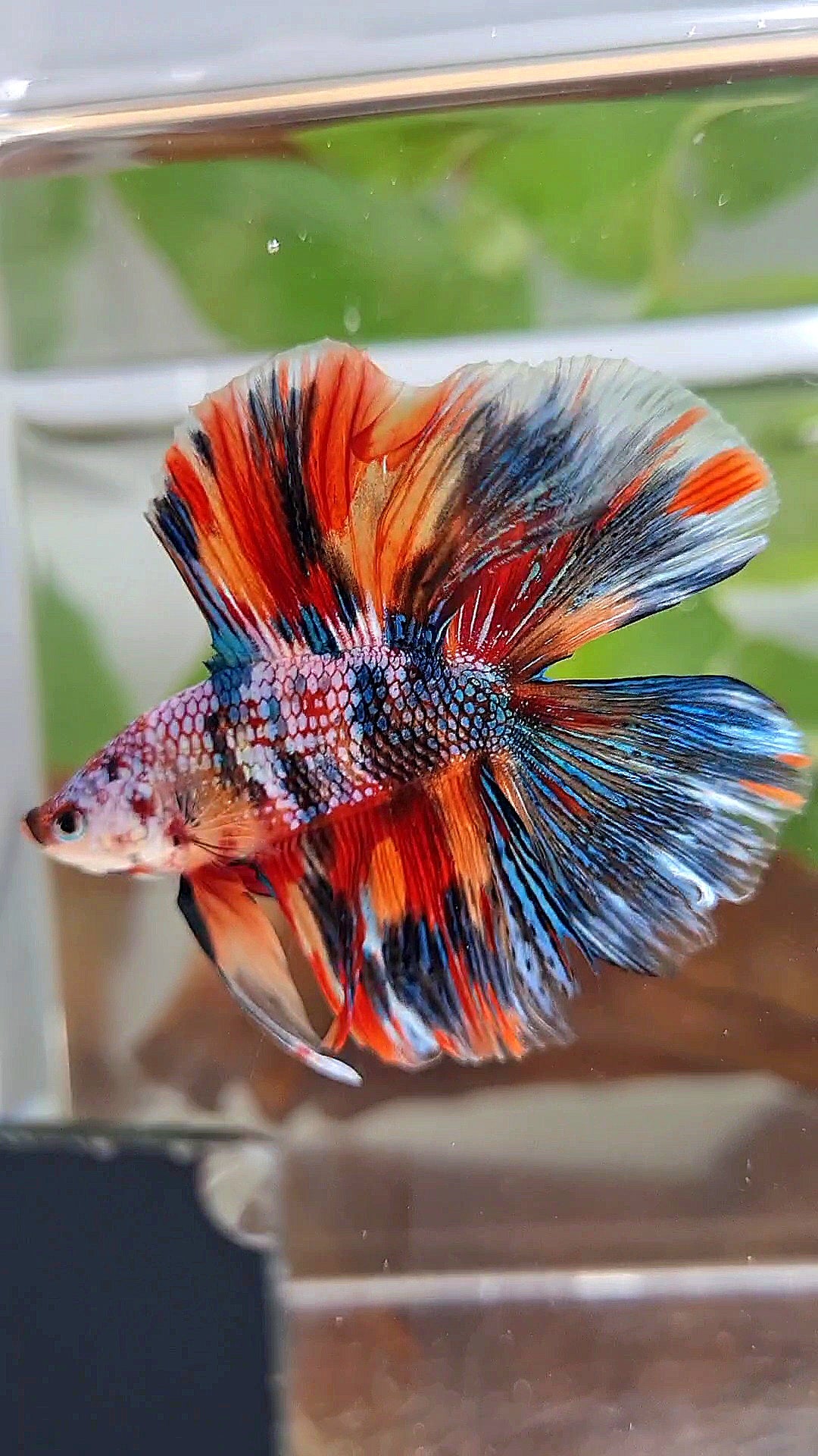 HALFMOON DOUBLE TAIL METTALIC SUPER MULTICOLOR BETTA FISH