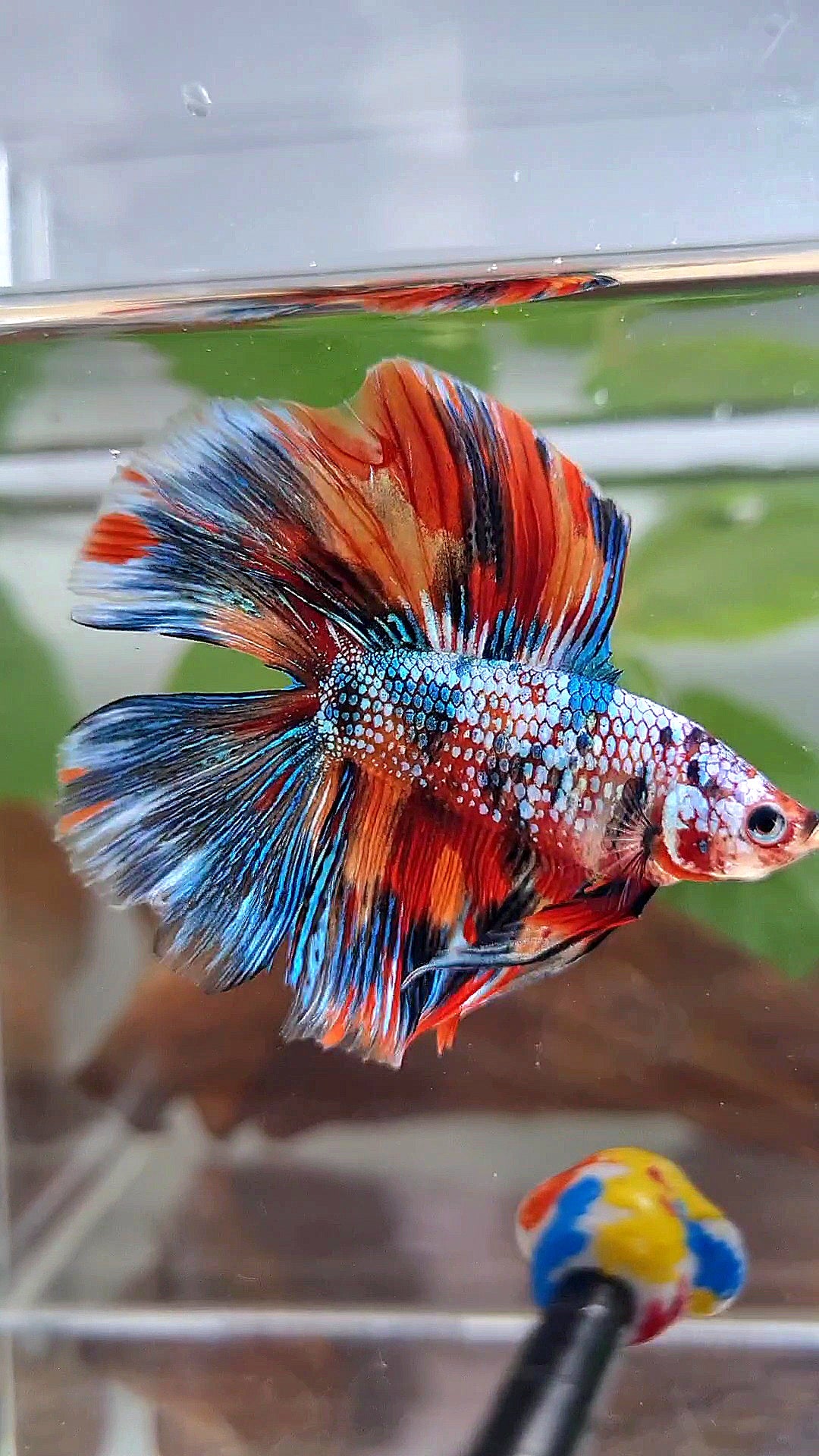 HALFMOON DOUBLE TAIL METTALIC SUPER MULTICOLOR BETTA FISH