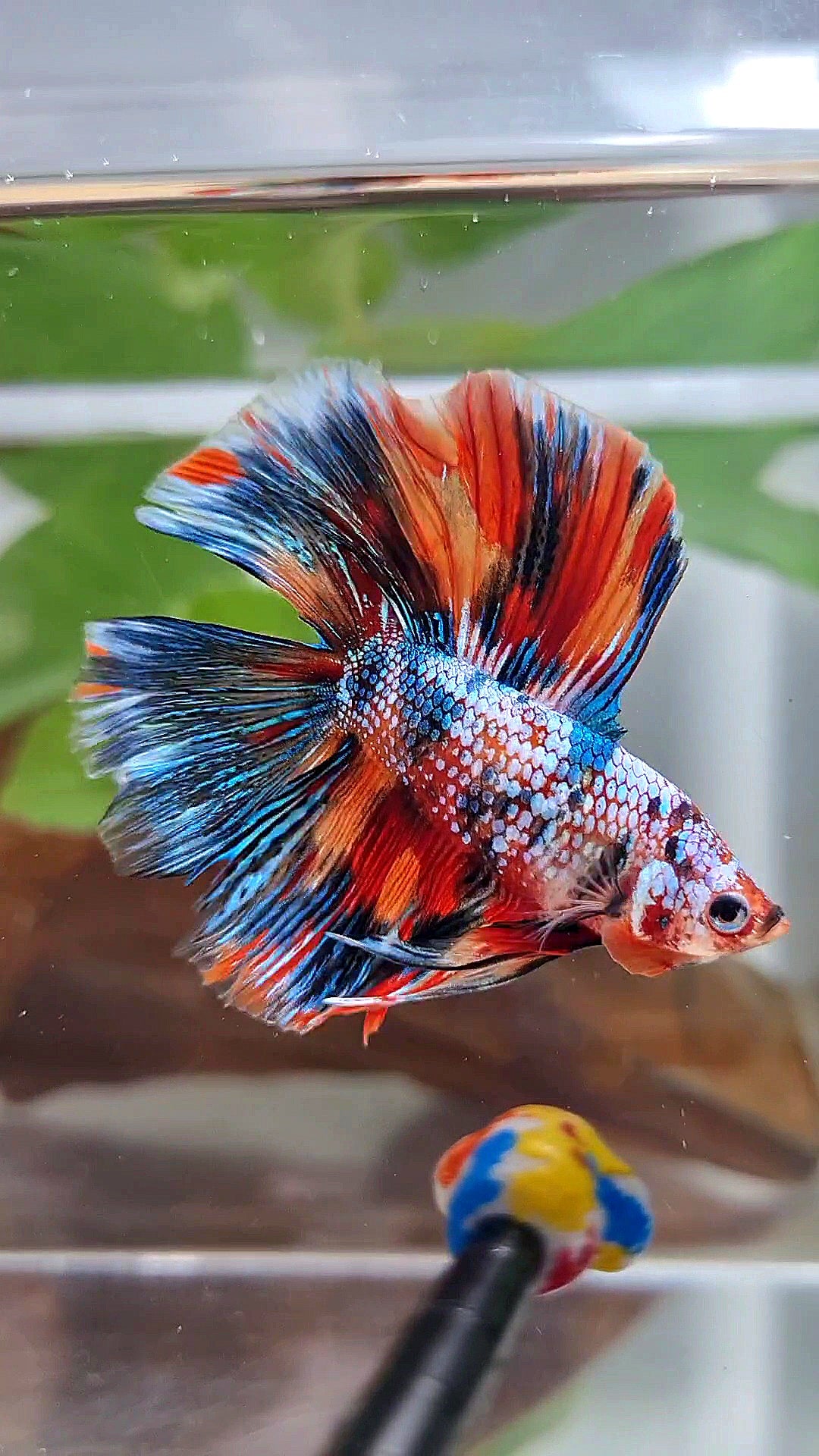 HALFMOON DOUBLE TAIL METTALIC SUPER MULTICOLOR BETTA FISH