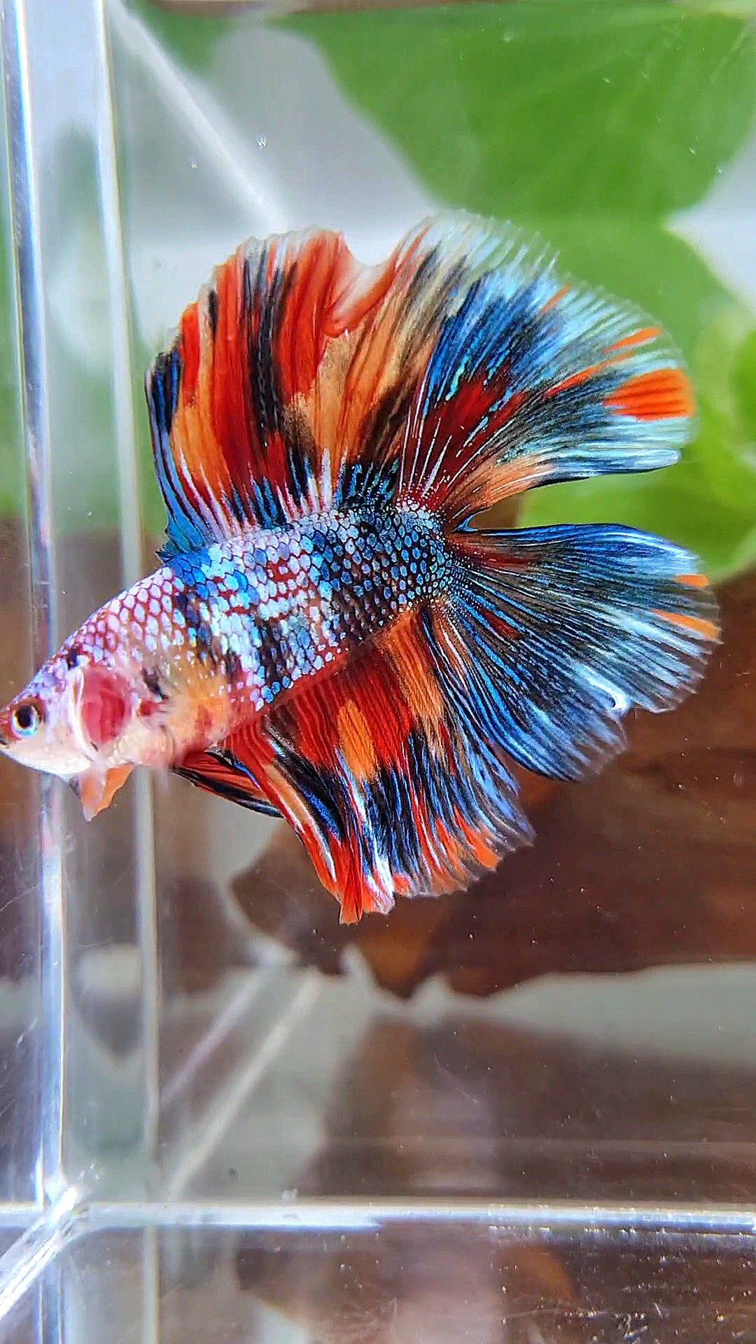 HALFMOON DOUBLE TAIL METTALIC SUPER MULTICOLOR BETTA FISH