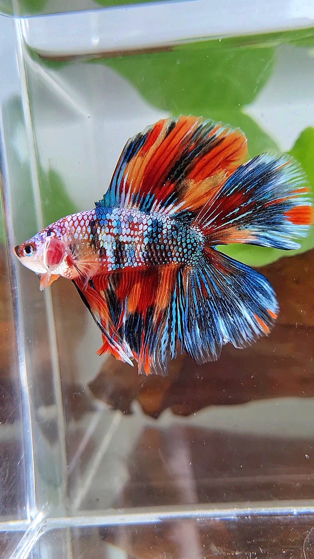 HALFMOON DOUBLE TAIL METTALIC SUPER MULTICOLOR BETTA FISH