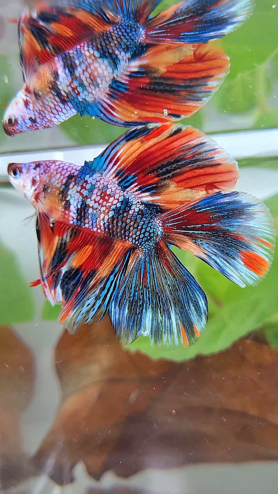 HALFMOON DOUBLE TAIL METTALIC SUPER MULTICOLOR BETTA FISH