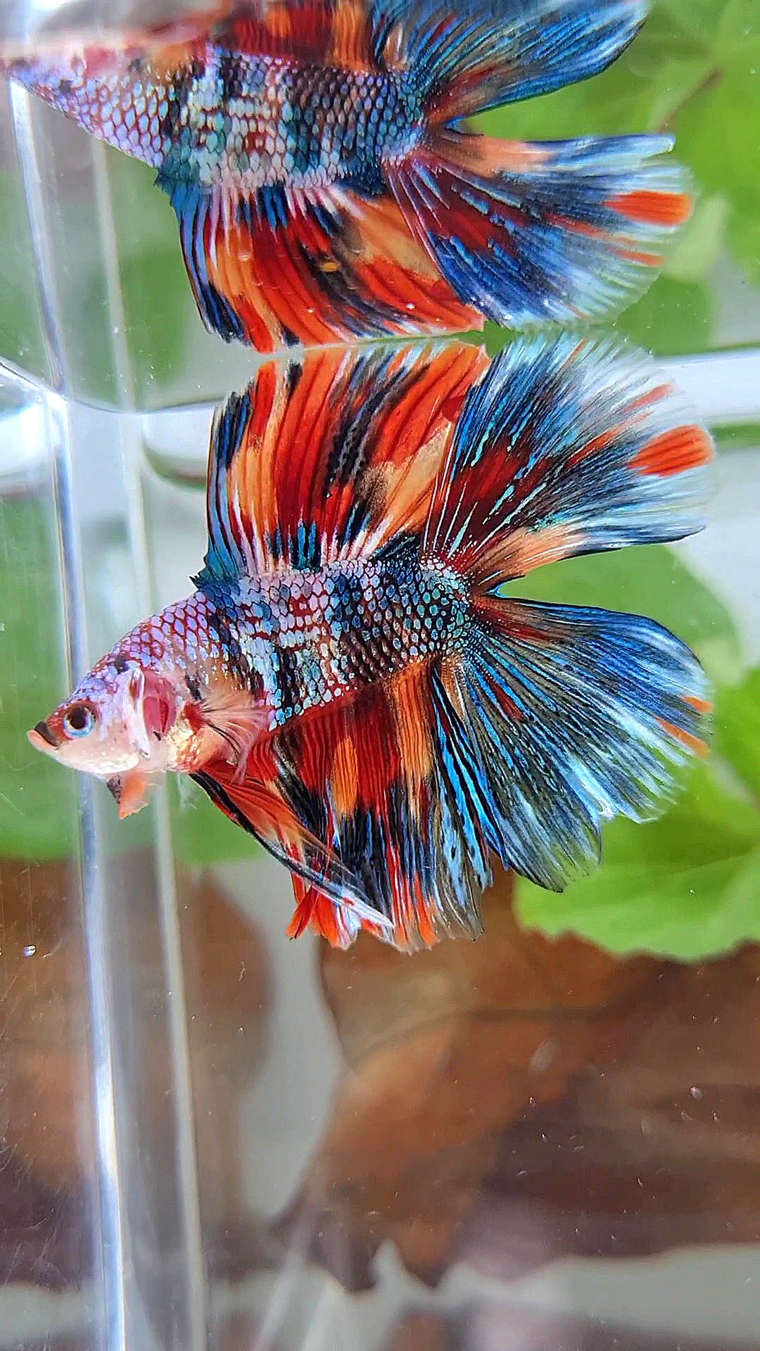 HALFMOON DOUBLE TAIL METTALIC SUPER MULTICOLOR BETTA FISH