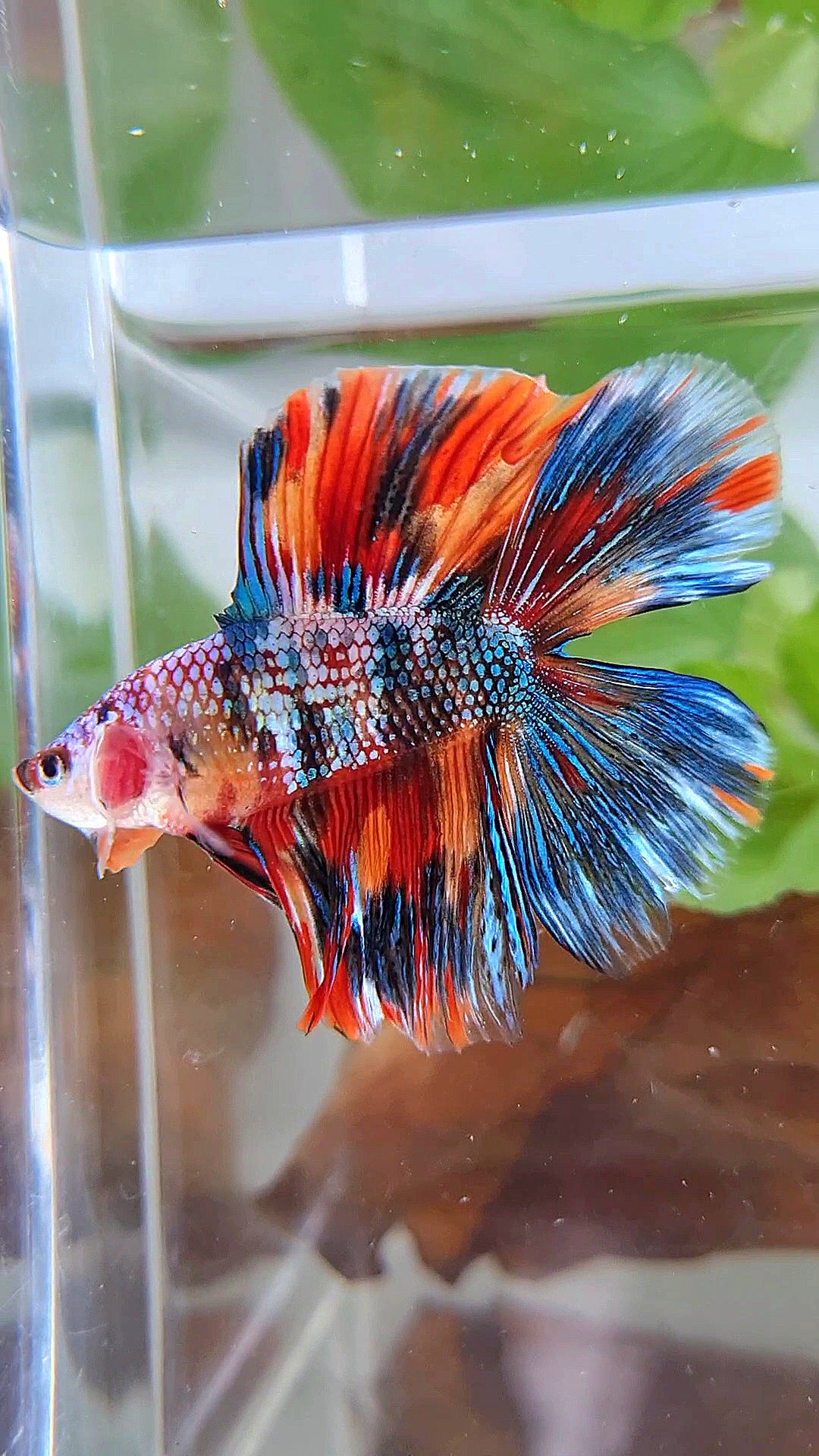 HALFMOON DOUBLE TAIL METTALIC SUPER MULTICOLOR BETTA FISH