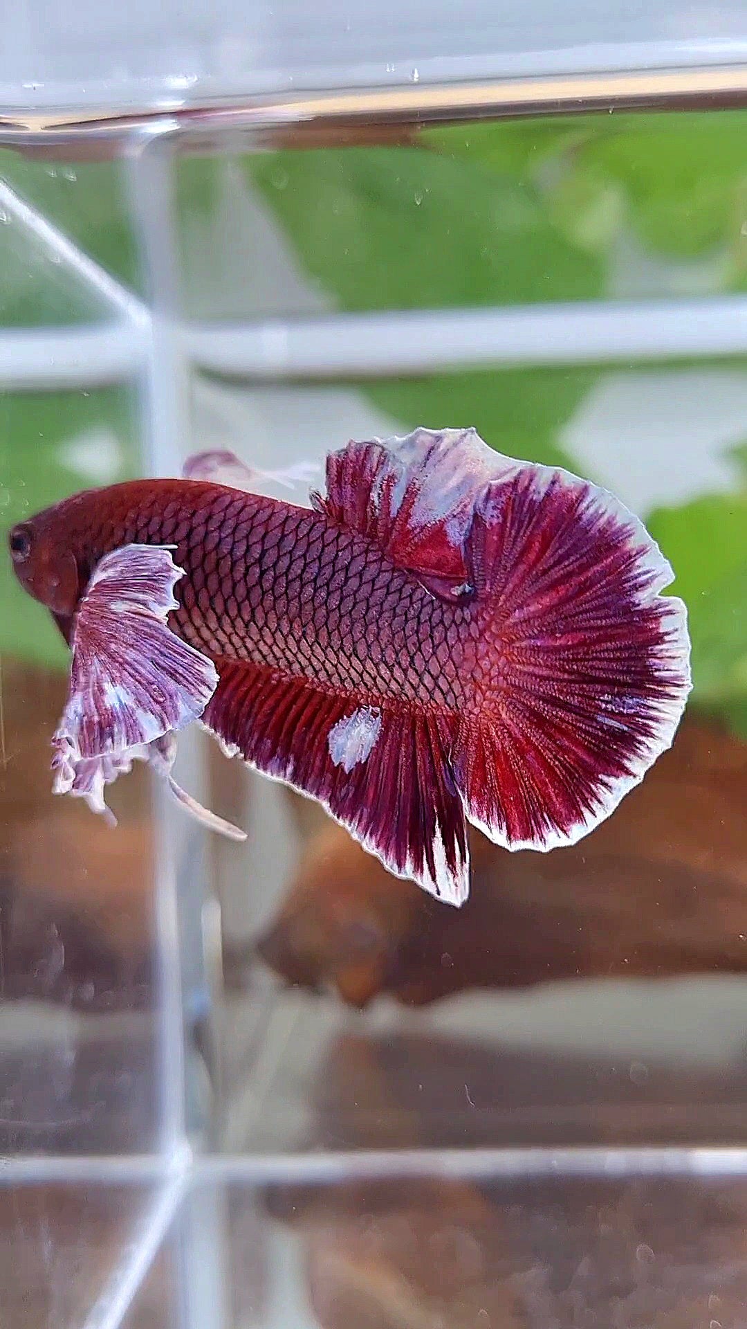 PLAKAT SUPER DUMBO COLORED EAR PURPLE BETTA FISH