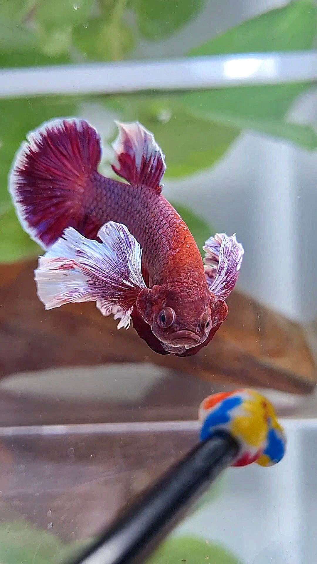 PLAKAT SUPER DUMBO COLORED EAR PURPLE BETTA FISH
