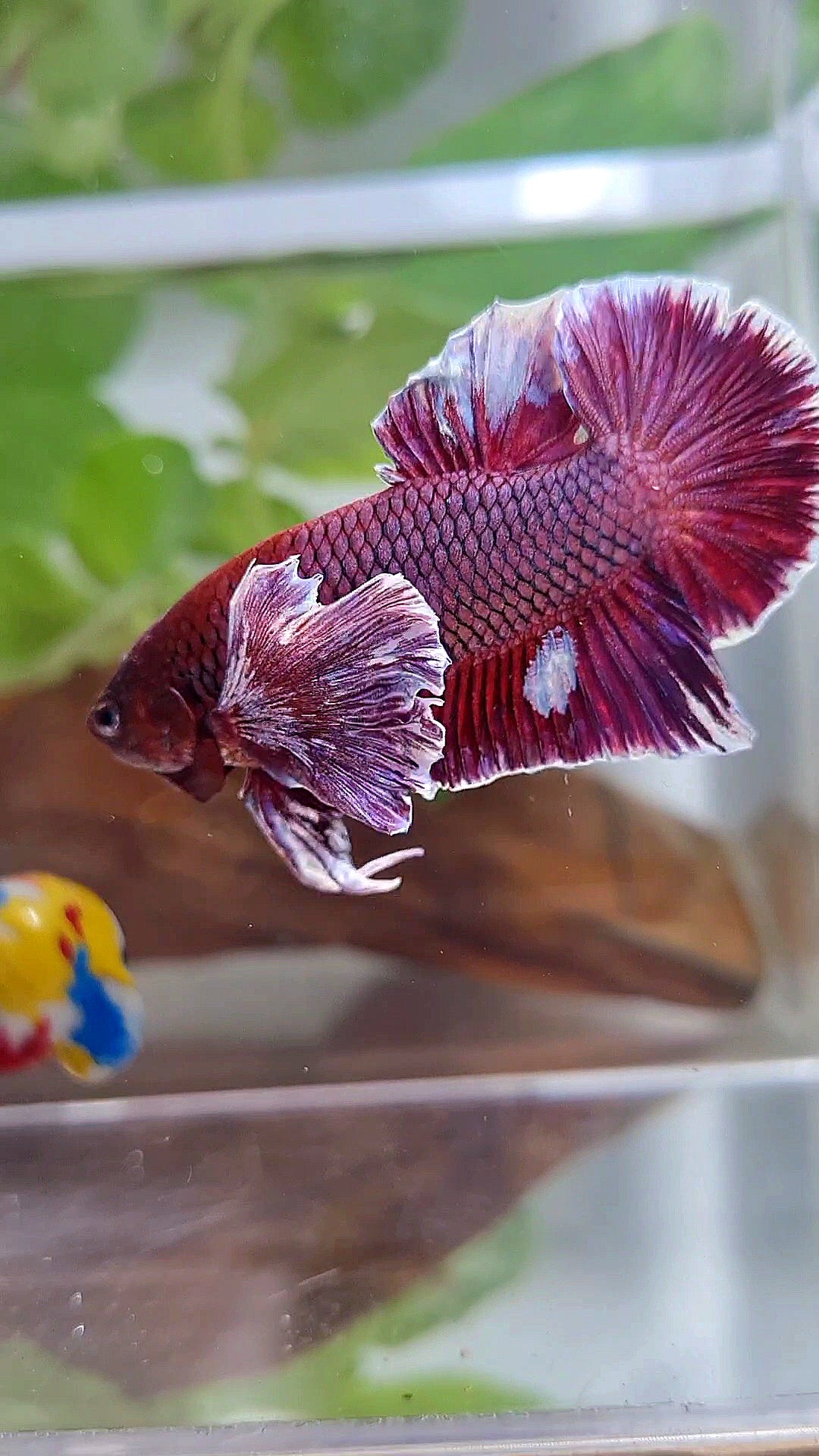 PLAKAT SUPER DUMBO COLORED EAR PURPLE BETTA FISH