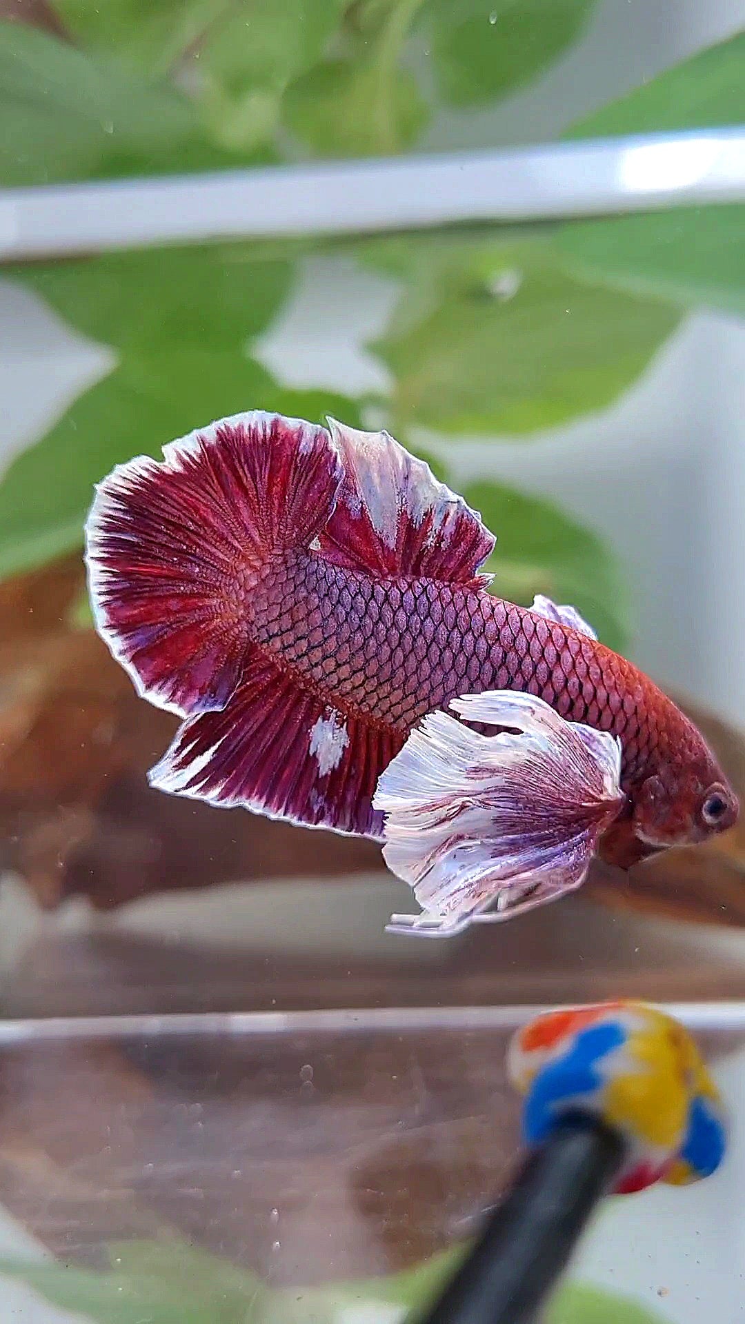 PLAKAT SUPER DUMBO COLORED EAR PURPLE BETTA FISH