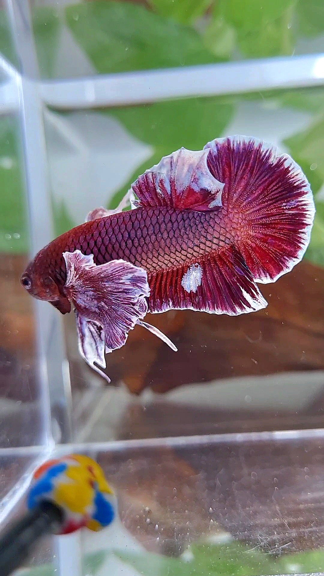 PLAKAT SUPER DUMBO COLORED EAR PURPLE BETTA FISH