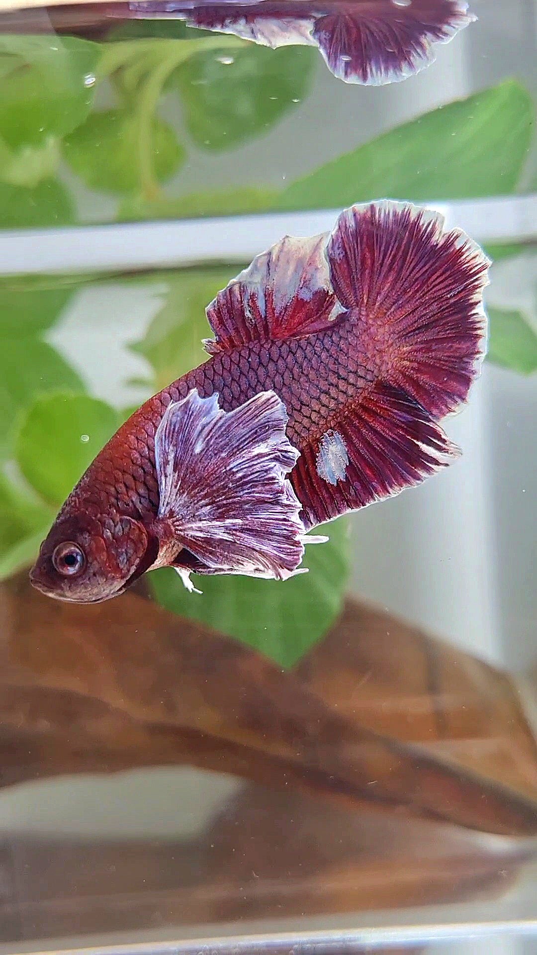 PLAKAT SUPER DUMBO COLORED EAR PURPLE BETTA FISH