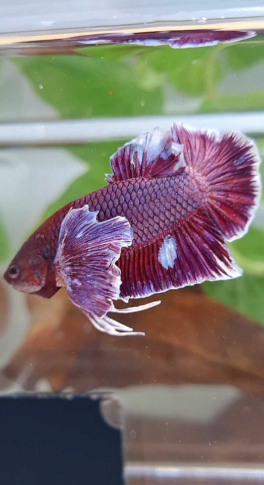 PLAKAT SUPER DUMBO COLORED EAR PURPLE BETTA FISH