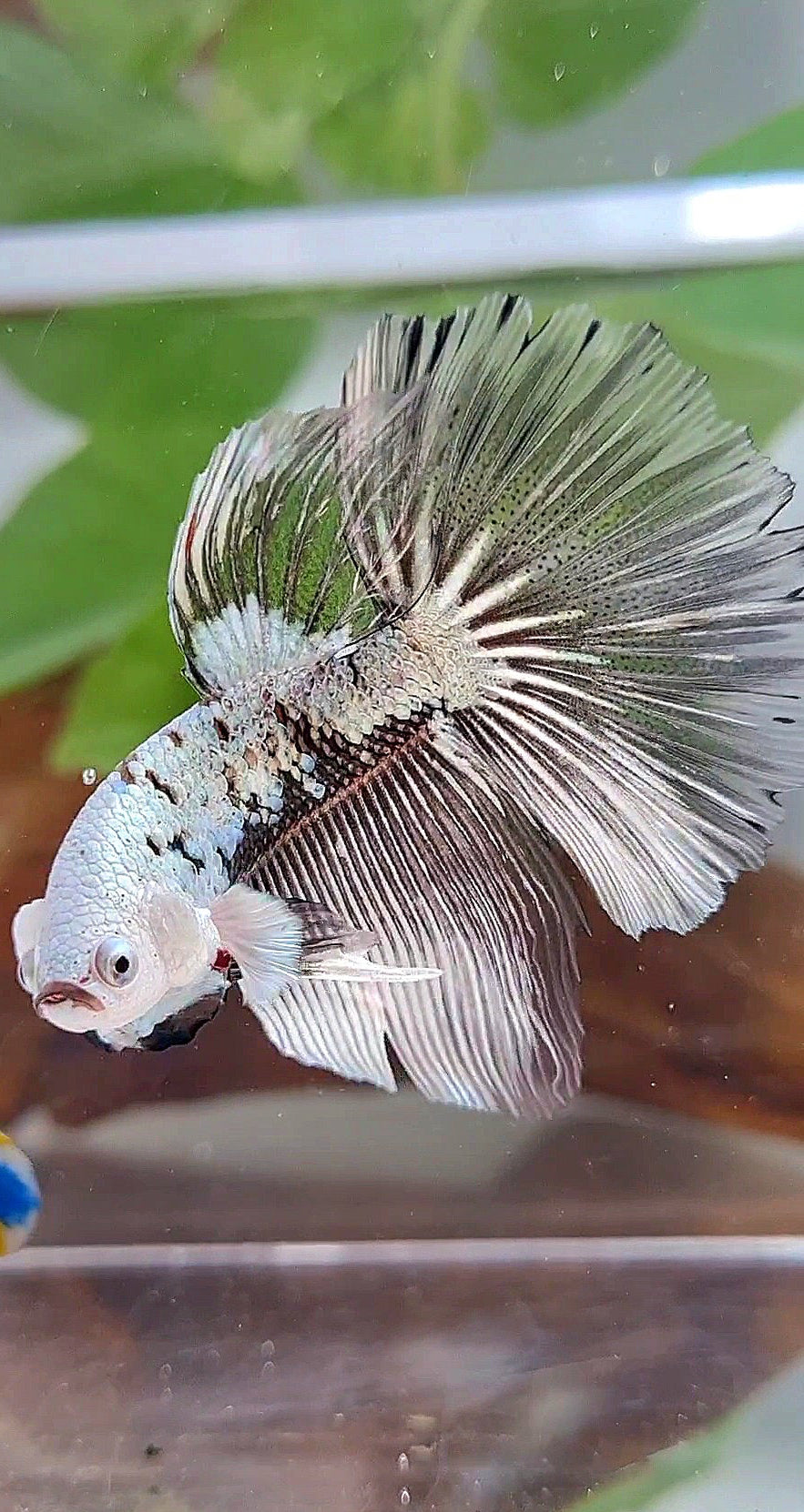 LUXURY HALFMOON ROSETAIL BLACK SAMURAI SNOW MASKING BETTA FISH