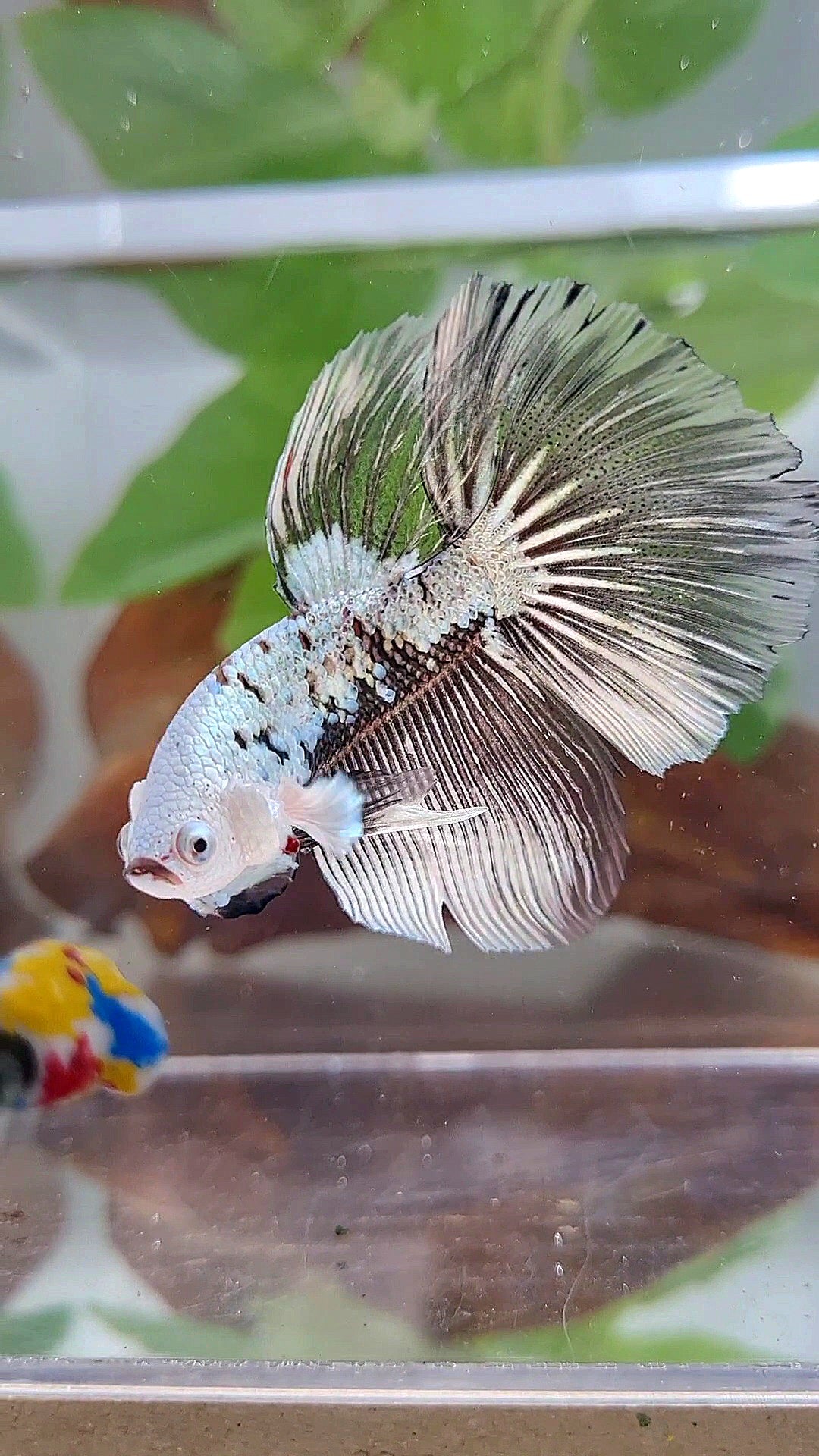 LUXURY HALFMOON ROSETAIL BLACK SAMURAI SNOW MASKING BETTA FISH