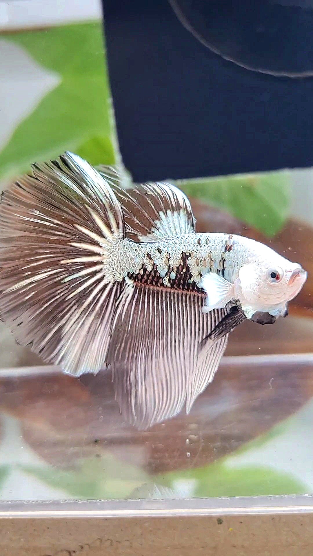 LUXURY HALFMOON ROSETAIL BLACK SAMURAI SNOW MASKING BETTA FISH