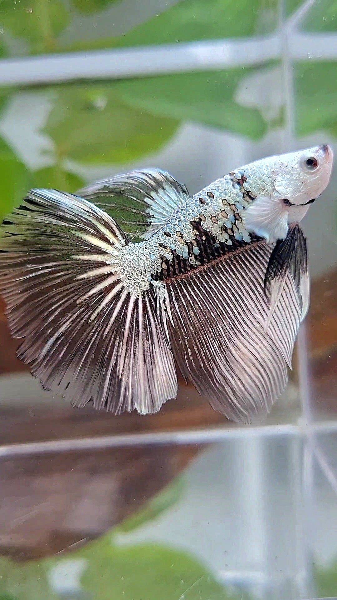 LUXURY HALFMOON ROSETAIL BLACK SAMURAI SNOW MASKING BETTA FISH