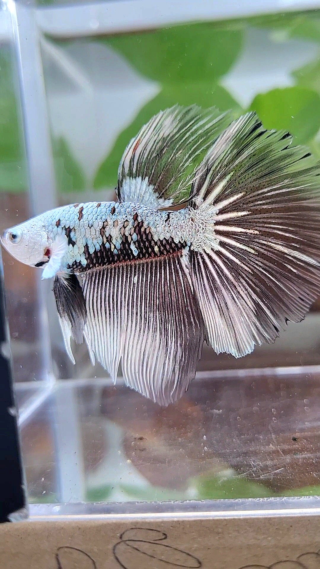 LUXURY HALFMOON ROSETAIL BLACK SAMURAI SNOW MASKING BETTA FISH