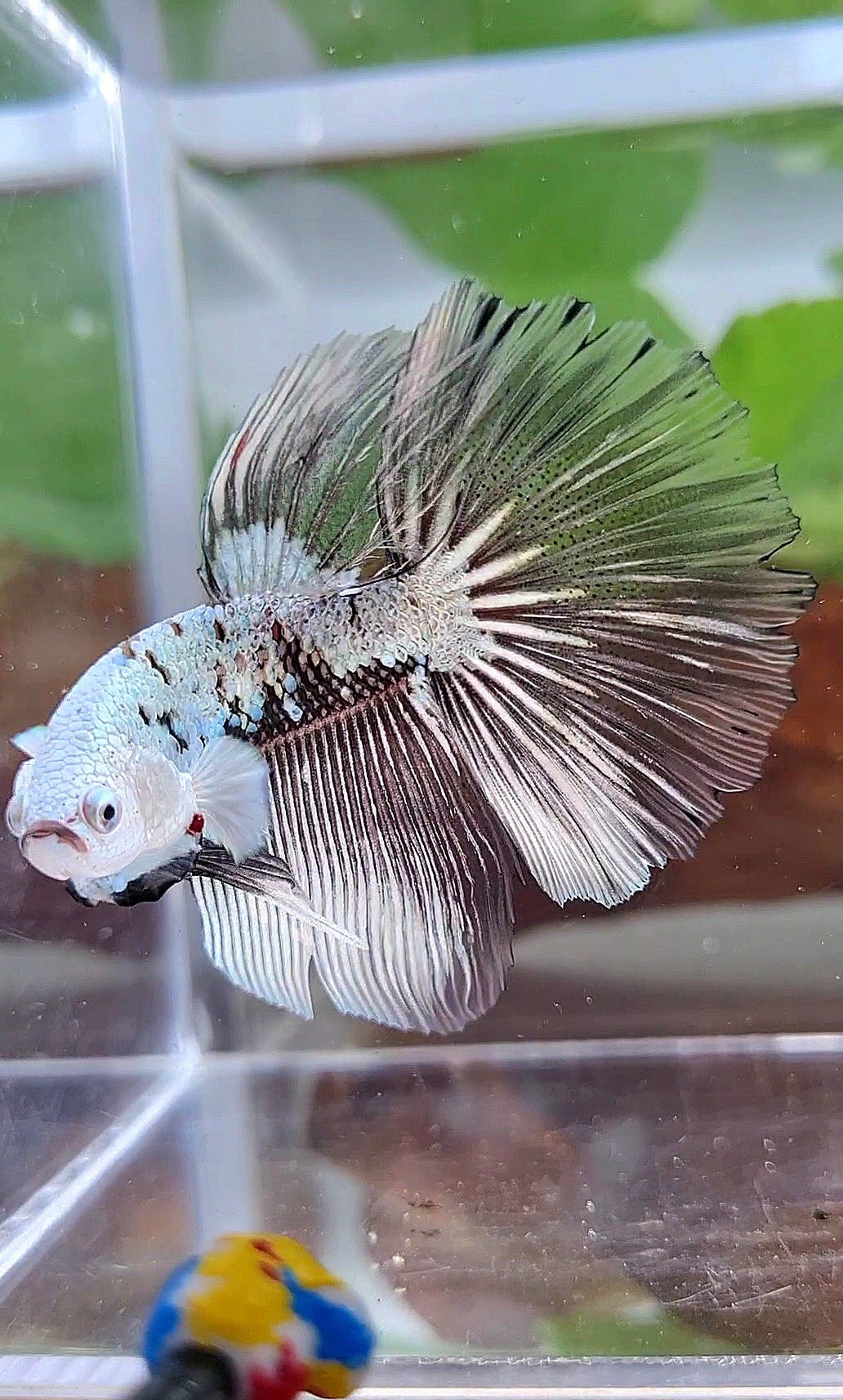 LUXURY HALFMOON ROSETAIL BLACK SAMURAI SNOW MASKING BETTA FISH