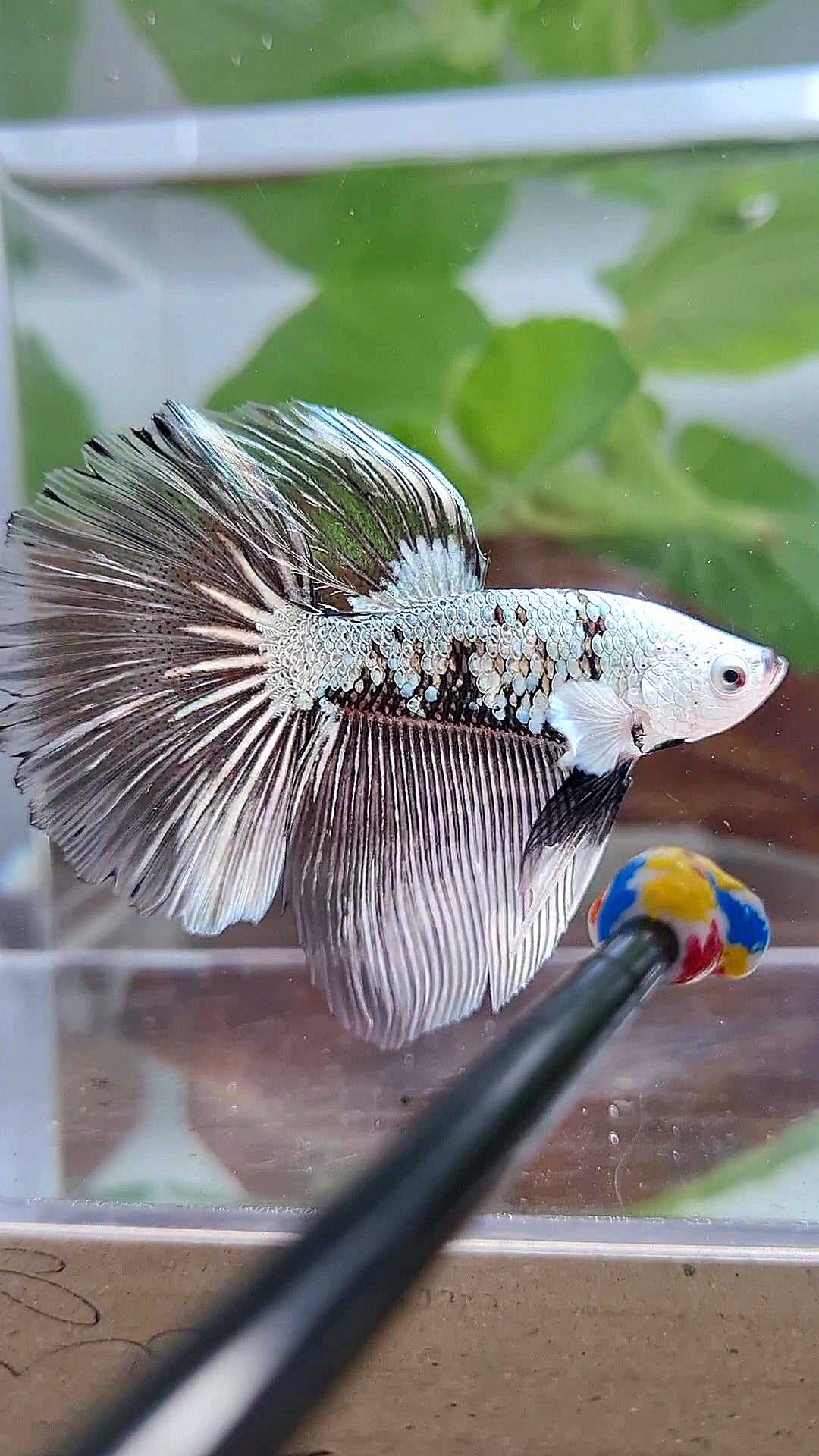 LUXURY HALFMOON ROSETAIL BLACK SAMURAI SNOW MASKING BETTA FISH