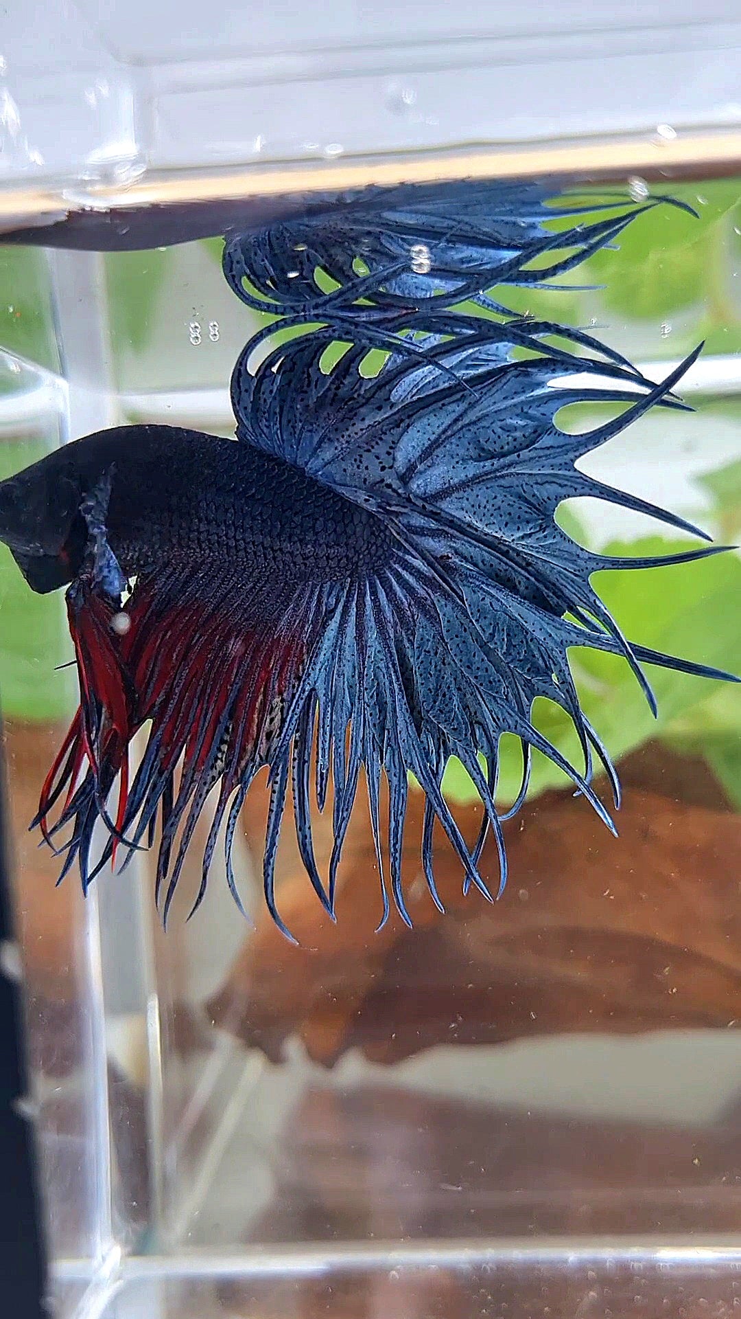 XL KING CROWNTAIL BLUE BETTA FISH