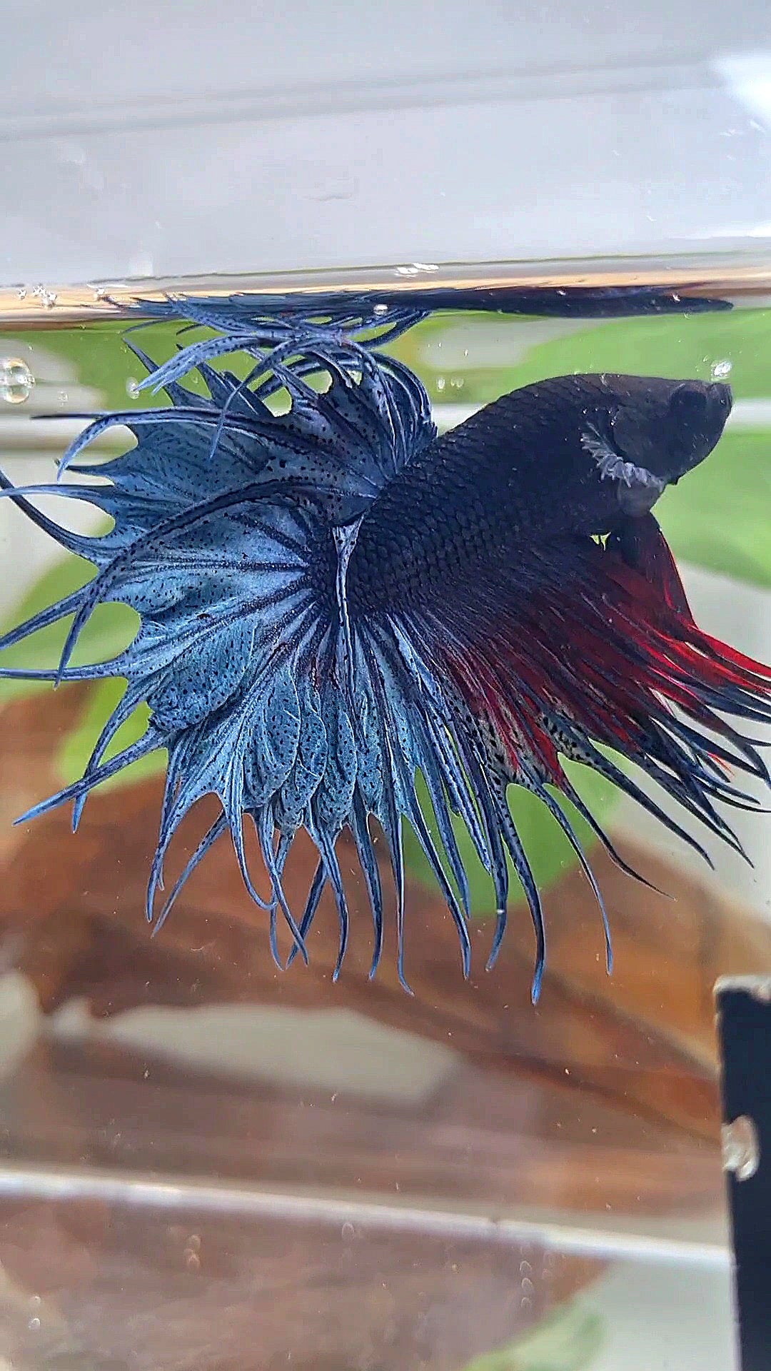 XL KING CROWNTAIL BLUE BETTA FISH