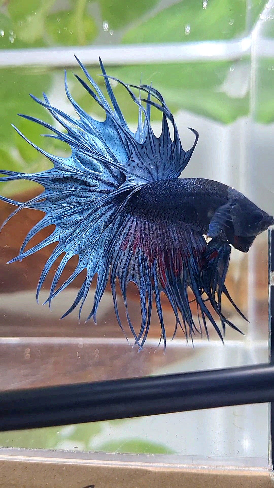 XL KING CROWNTAIL BLUE BETTA FISH
