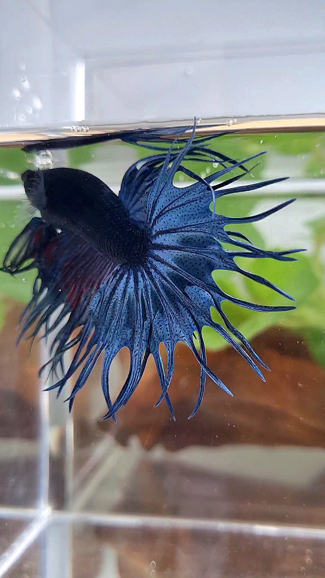 XL KING CROWNTAIL BLUE BETTA FISH