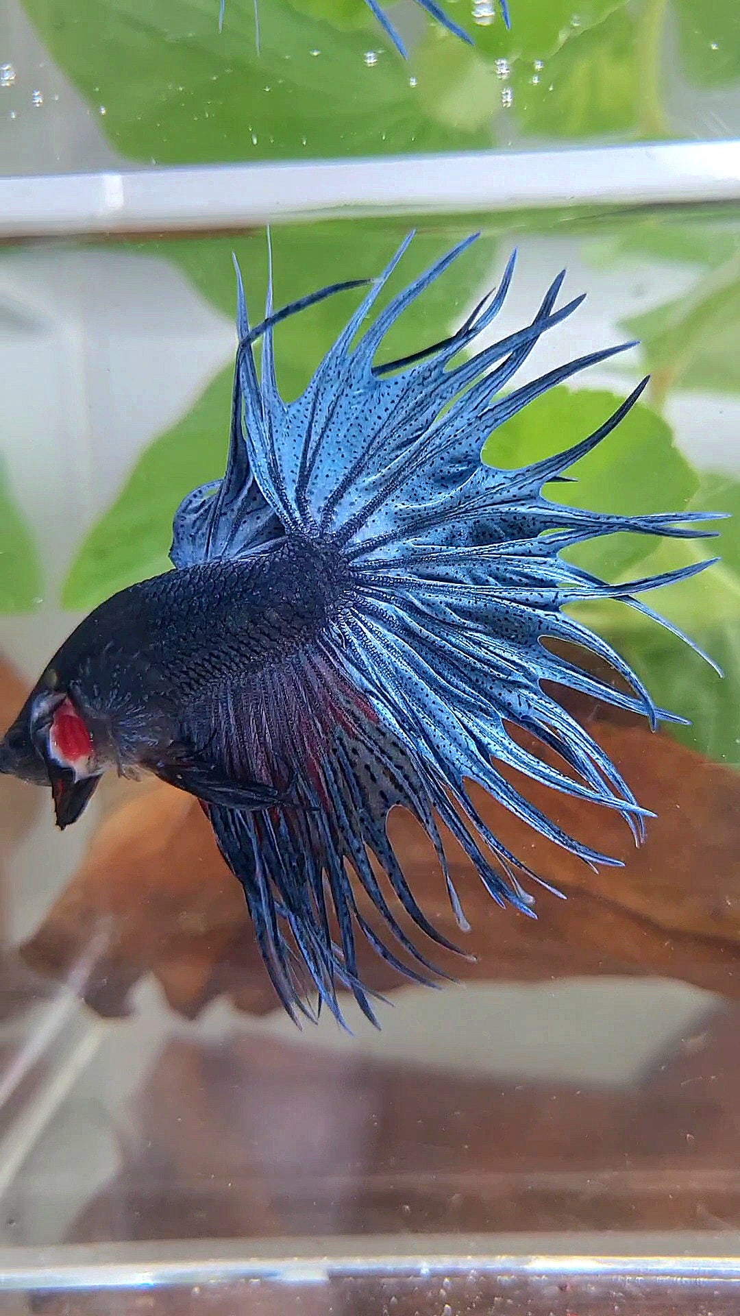 XL KING CROWNTAIL BLUE BETTA FISH