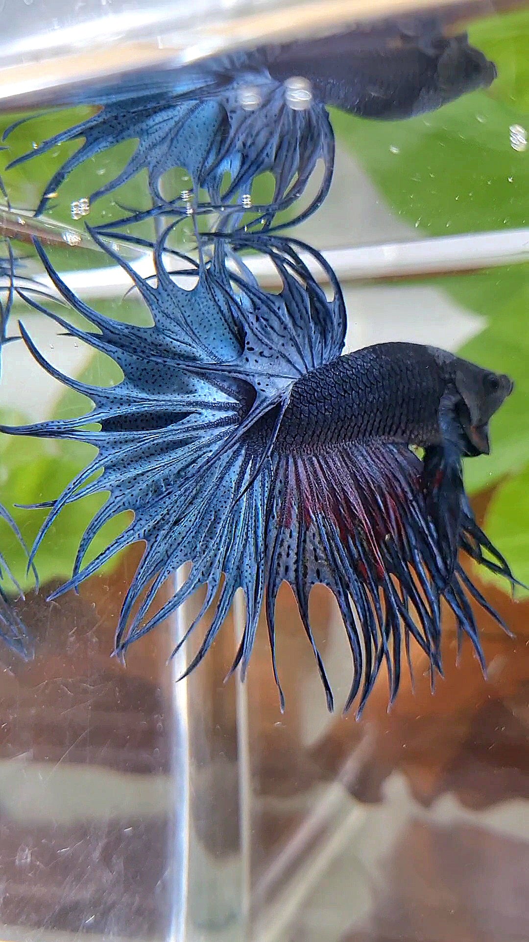 XL KING CROWNTAIL BLUE BETTA FISH